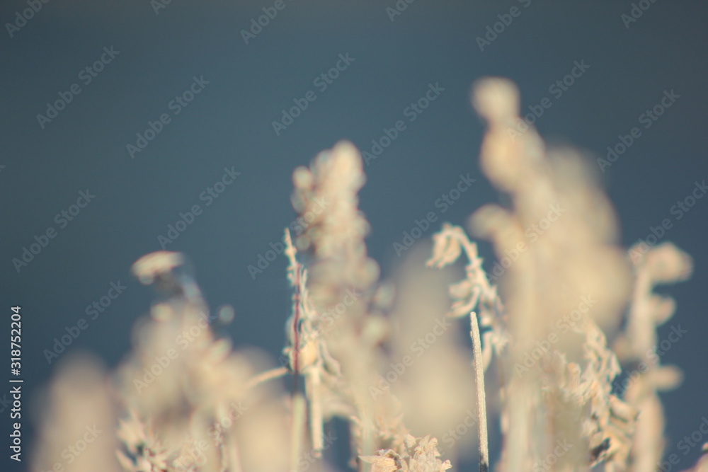 Fototapeta premium winter grass