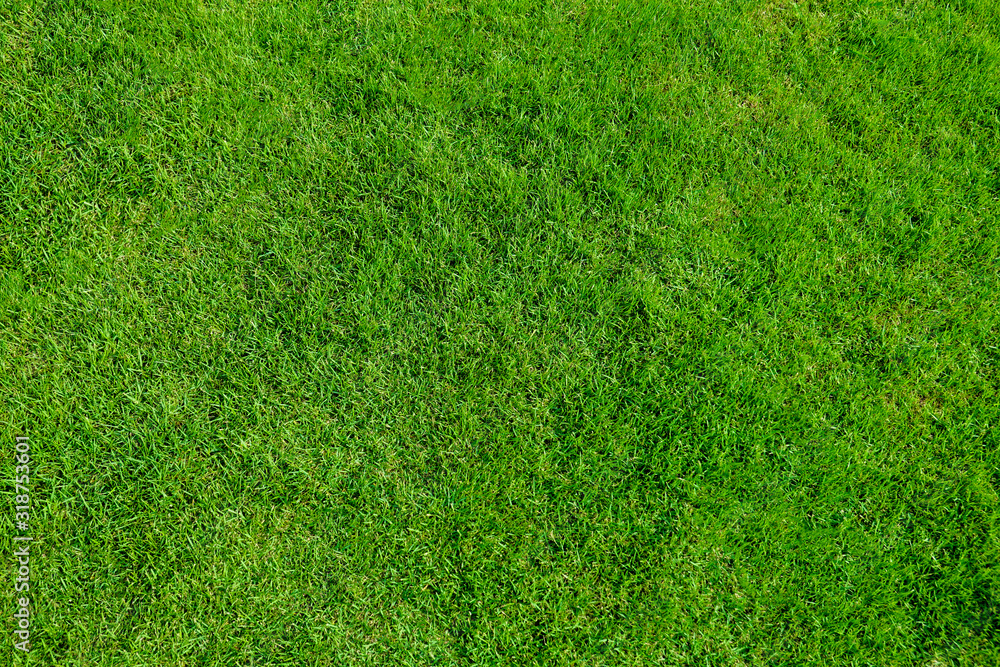 green grass top view outdoor background. green grass top view outdoor background.