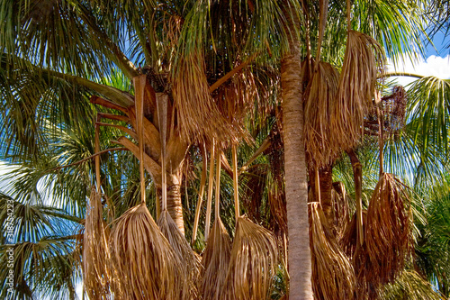 Close up Buritis palms at brazilian Jalapão desert at Tocantins state photo
