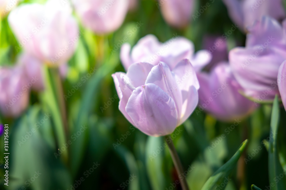 Beautiful bouquet of tulips. colorful tulips. nature background Beautiful bouquet of tulips. colorful tulips. nature background
