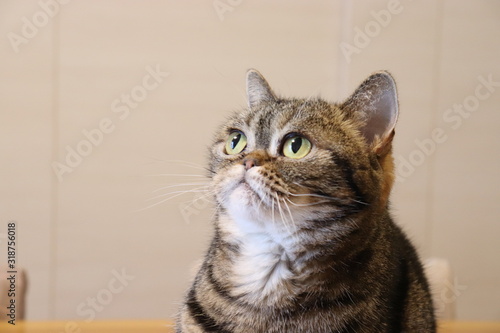 Wallpaper Mural 左斜め上目線鼻ぺちゃ猫ホワイトバックアメリカンショートヘアー Torontodigital.ca