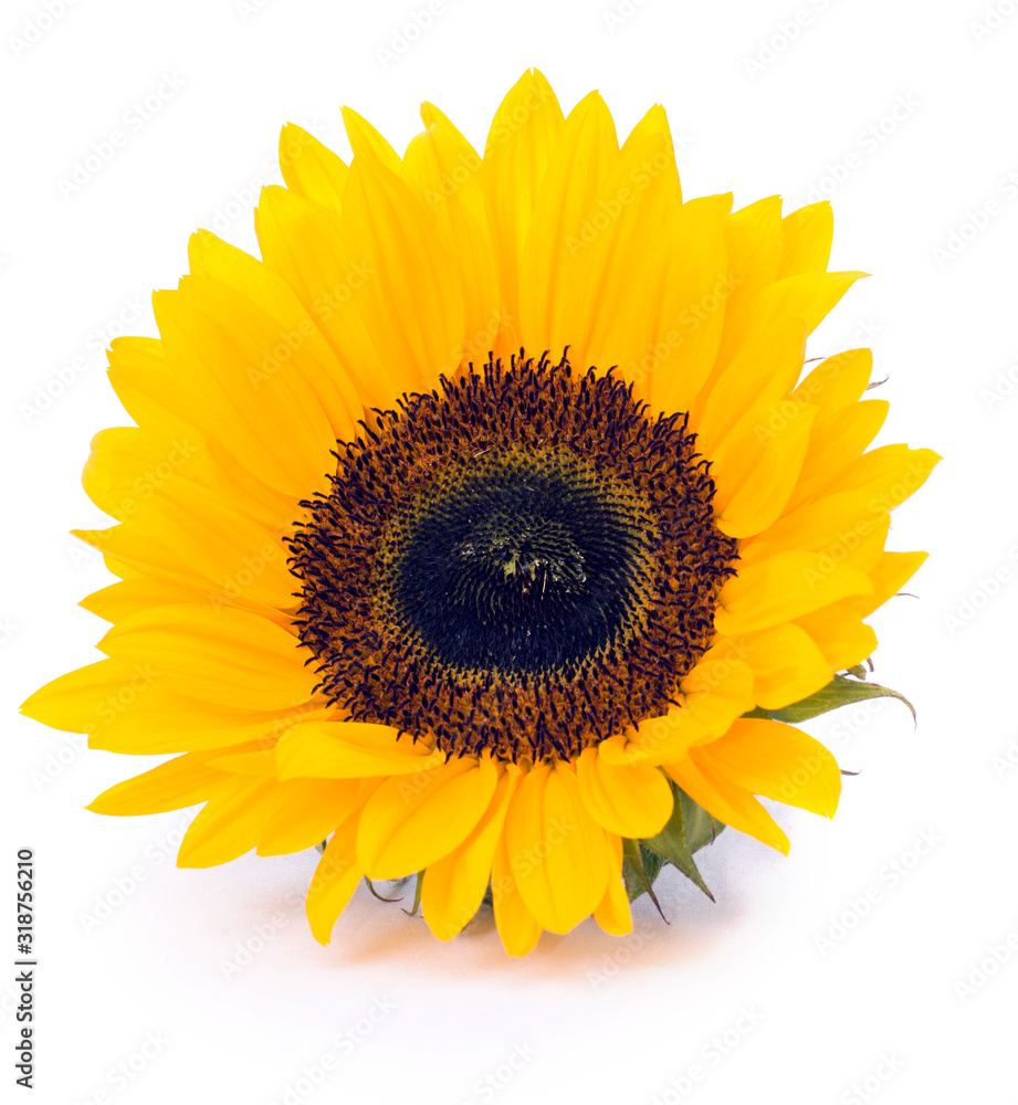 Fototapeta premium Sunflower