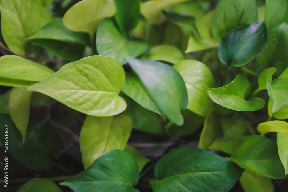 Nature Minimal Concept.Close up detail in fresh green leaves pattern background in a formal garden , Natural background and wallpaper Nature Minimal Concept.Close up detail in fresh green leaves pattern background in a formal garden , Natural background and wallpaper