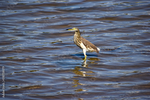 Indian pond heron in lake waters in bright sunny weather