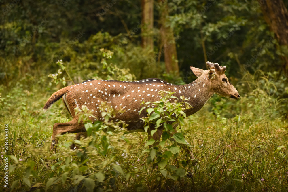 Beautiful spotted deer in a dense green forest Beautiful spotted deer in a dense green forest