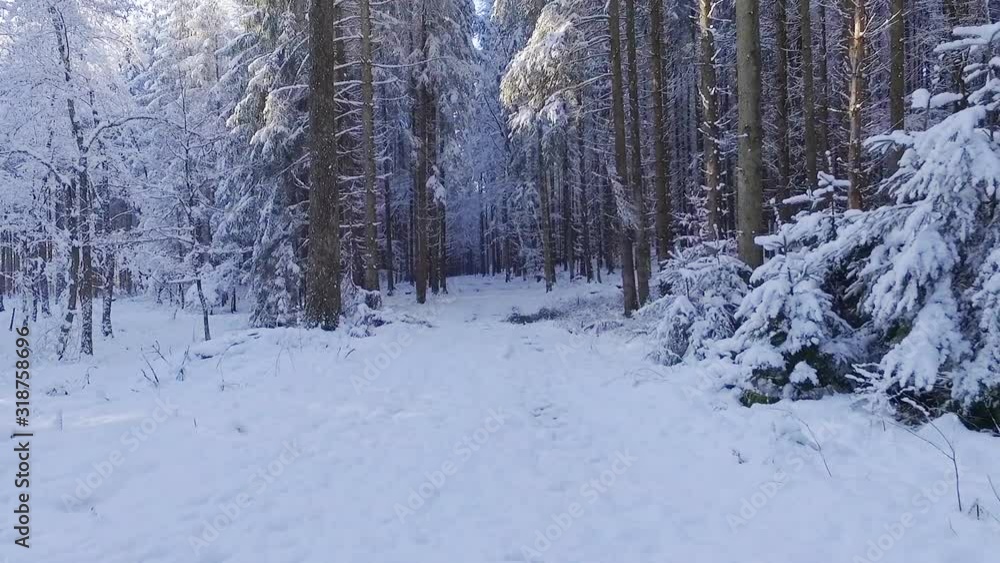 Flight through snowy forest, personal perspective Flight through snowy forest, personal perspective