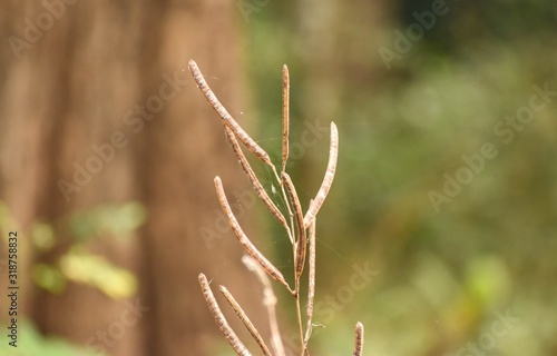 Dried pea plant in summer