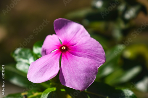 close-up of colorful ornamental flowers
