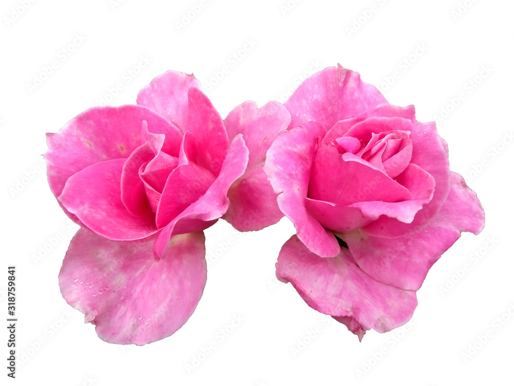 Beautiful roses for flower frame or other decoration. pink rose isolated on white background. Beautiful roses for flower frame or other decoration. pink rose isolated on white background.