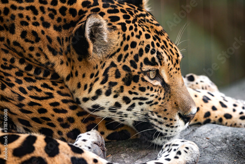 Leopard © SE Viera Photo