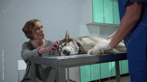 Owner pets his dog lying on the table, vet talks with owner