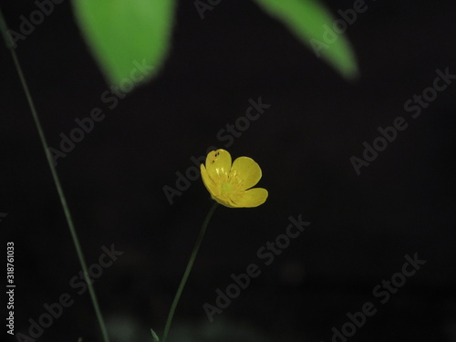 A yellow flower in the middle of nowhere