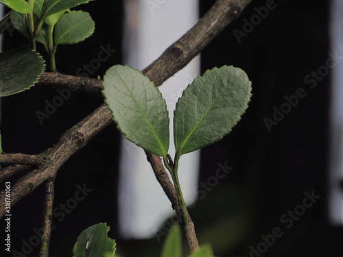 A sheet representing how broken my heart is