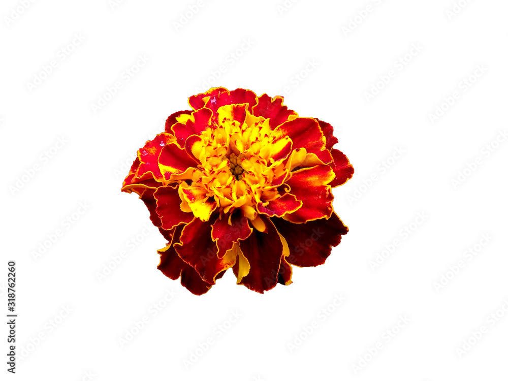 Flower for flower frame or other decoration. Red and yellow Marigold flower isolated on white background. Flower for flower frame or other decoration. Red and yellow Marigold flower isolated on white background.