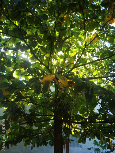 Brazilian Tree