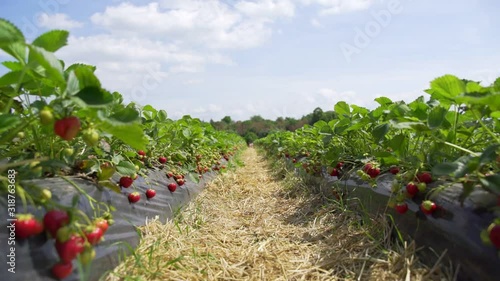 A field with strawberries. Moving the camera forward