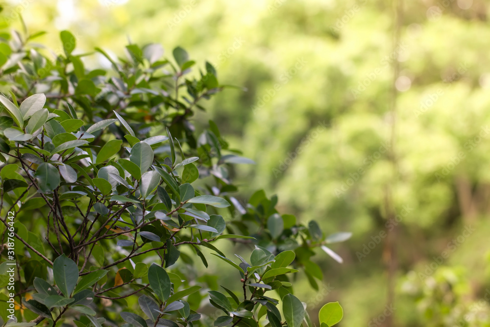 Morning nature in the spring, the forest in the morning with sunlight shining nature background Morning nature in the spring, the forest in the morning with sunlight shining nature background