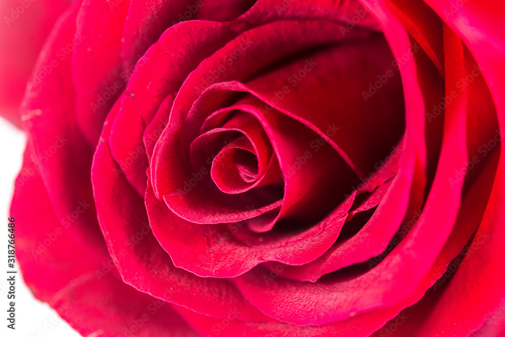 One red rose closeup. One red rose closeup.