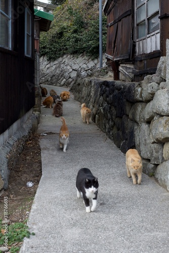 愛媛県大洲市 アオシマの猫達