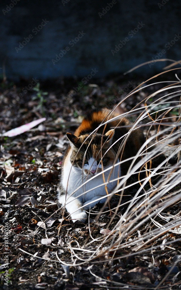 Obraz premium 三毛猫（10歳）