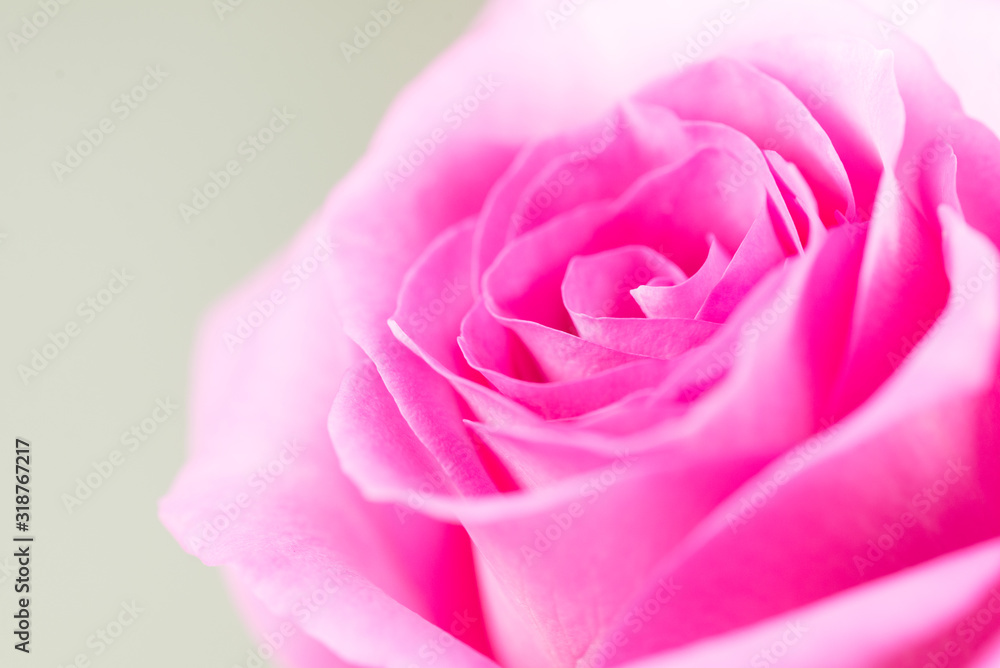Single pink rose closeup Single pink rose closeup