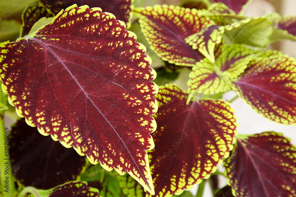 Coleus Coleus