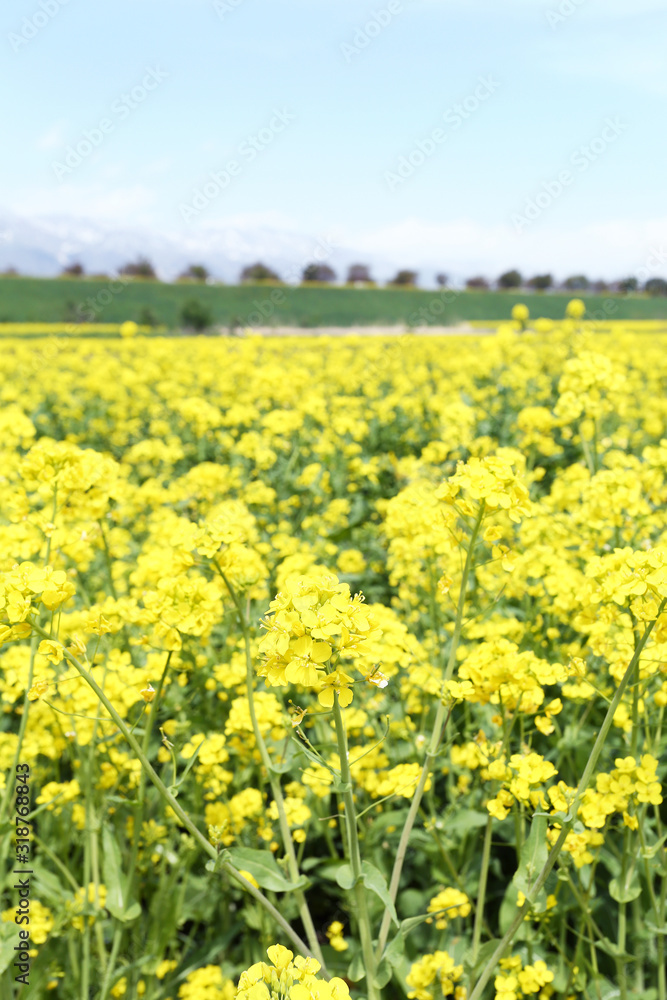 信州 いいやま菜の花畑 信州 いいやま菜の花畑