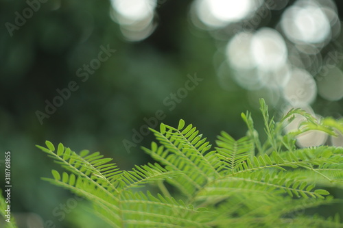 leaf on green background