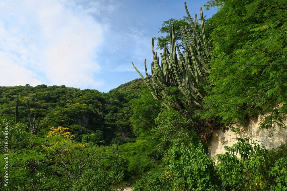 The flora of the national park Barranca de Huentitan, Guadalajara, Mexico