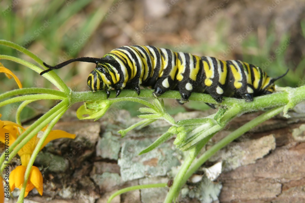 Naklejka premium Monarch caterpillar on plant in Florida nature, closeup 