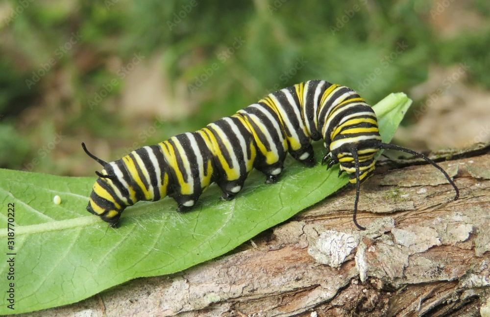 Monarch caterpillar on green leaf in Florida nature, closeup Monarch caterpillar on green leaf in Florida nature, closeup