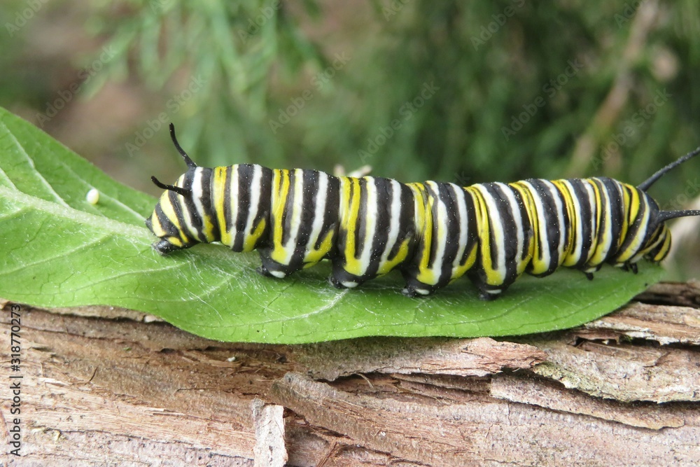 Naklejka premium Caterpillar Monarch on green leaf in Florida wild, closeup