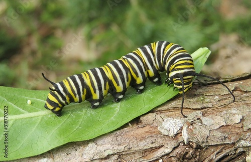 Monarch caterpillar on green leaf in Florida nature, closeup 