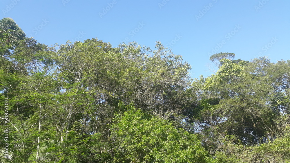 sky blue and green trees