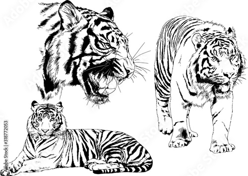 vector drawings sketches different predator   tigers lions cheetahs and leopards are drawn in ink by hand   objects with no background 