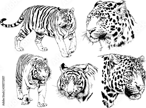 vector drawings sketches different predator   tigers lions cheetahs and leopards are drawn in ink by hand   objects with no background 