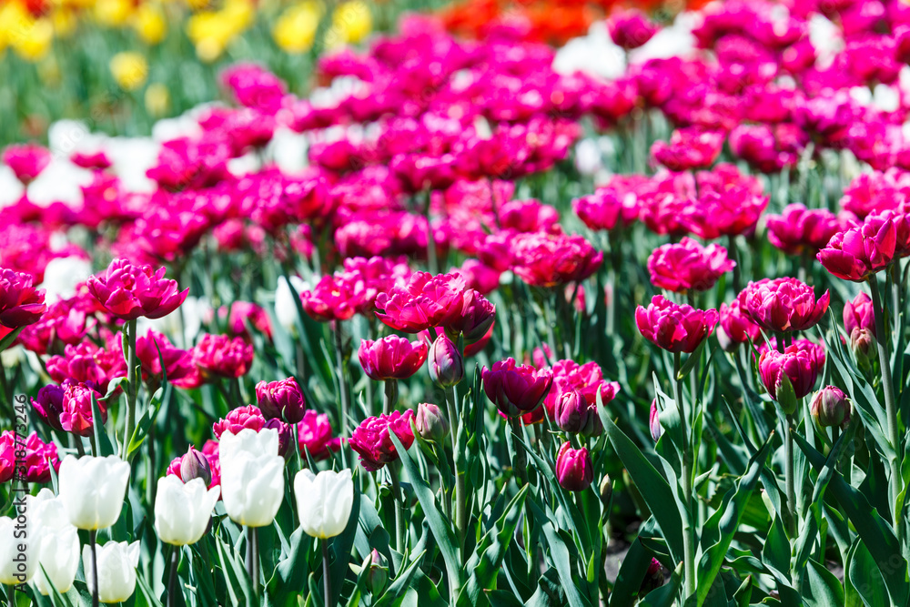 Field of violet and white tulips with selective focus. Spring, floral background. Garden with flowers. Natural blooming.