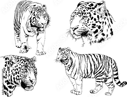 vector drawings sketches different predator   tigers lions cheetahs and leopards are drawn in ink by hand   objects with no background 