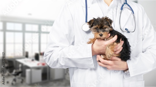 Small cute dog examined at the veterinary doctor