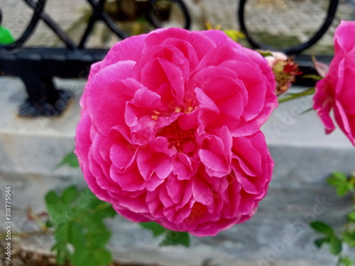 pink rose in the garden