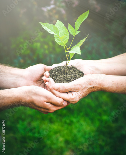 Young and senior hands holding green plant. Elderly woman with wrinkled hands gives a green plant to a young man in sunlight, blurred green background. Ecology, life, Earth, new generation concept.