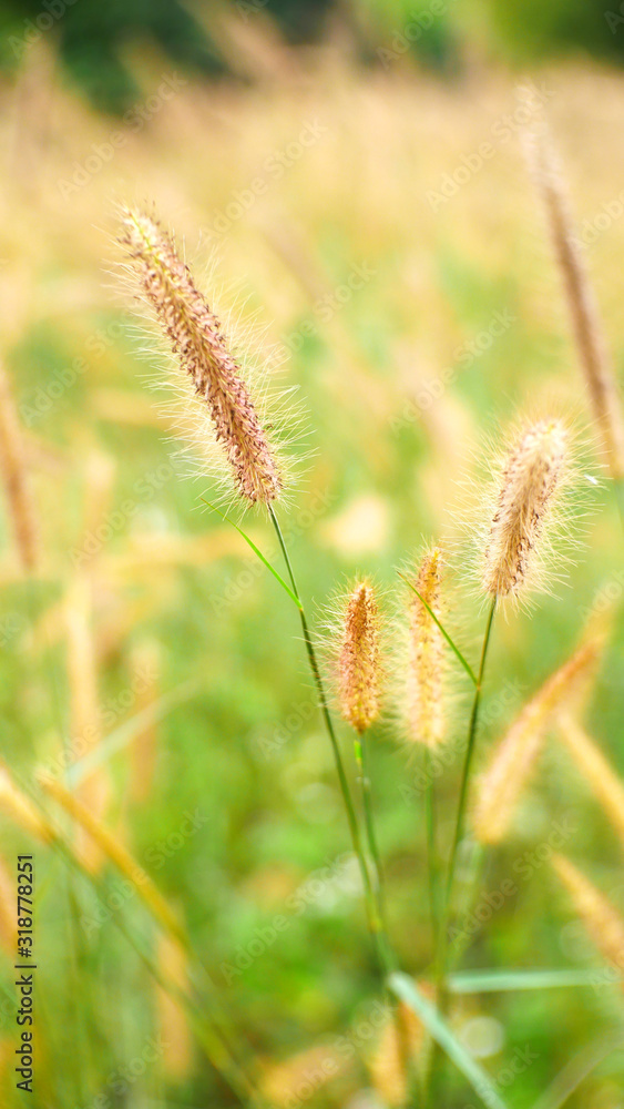 ears of wheat nature background. cattails flower outdoor summer ears of wheat nature background. cattails flower outdoor summer