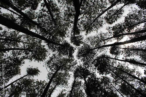 branches of pine trees from low angle