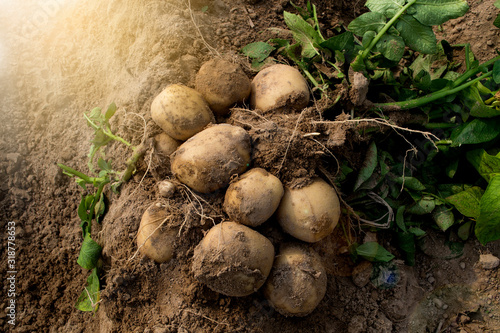 Fresh organic potatoes in the fields, raw potatoes.