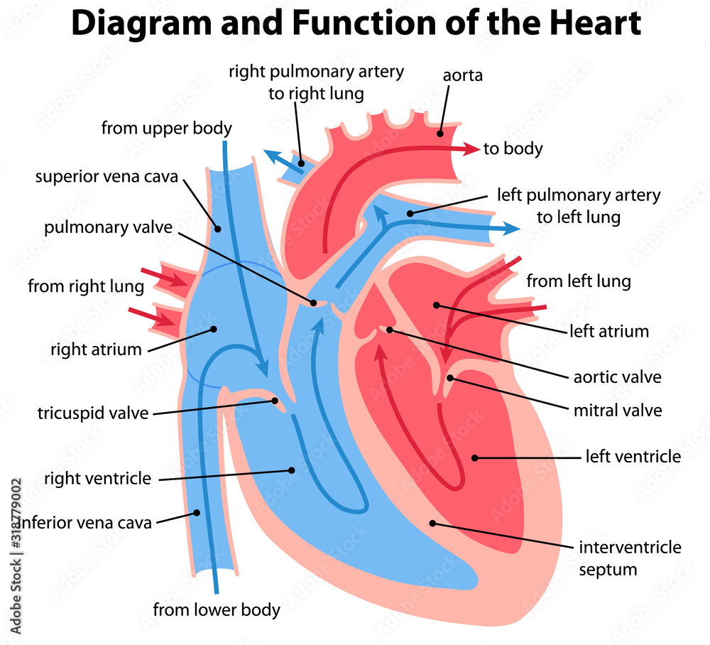 Cross sectional diagram of the heart Stock Vector | Adobe Stock