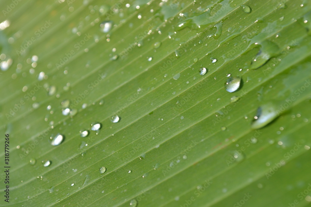 Morning dew on the surface of green banana leaves Morning dew on the surface of green banana leaves