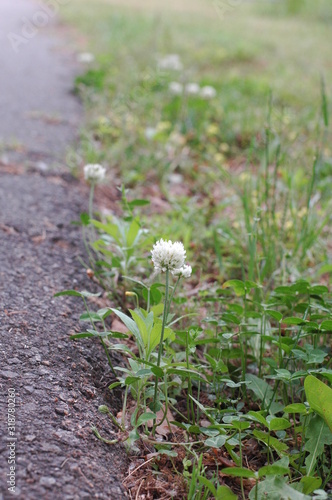 flower next to road