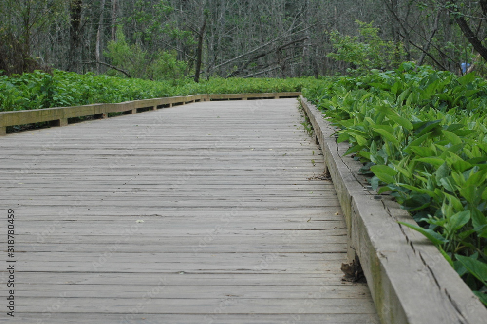 wooden nature boardwalk