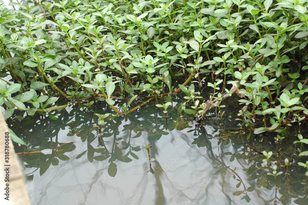 Naklejka premium plants by water