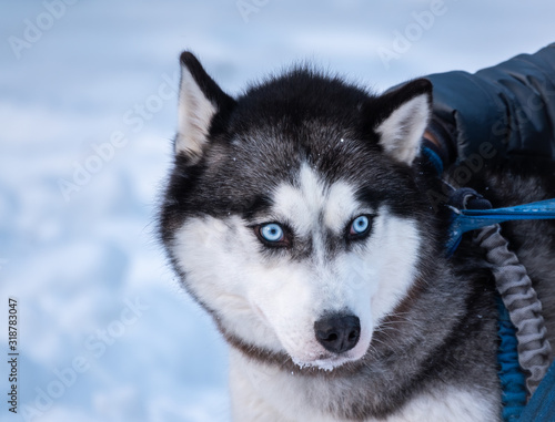Portrait of the Siberian Husky dog black and white colour with blue eyes in winter.